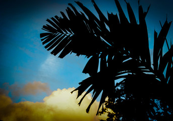 Evening Sky with Trees