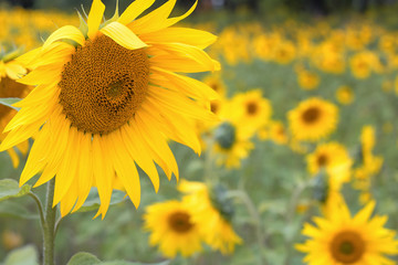 Sunflower natural background. Sunflower blooming. Close-up of sunflower. against the background of a washed-out background, copy space