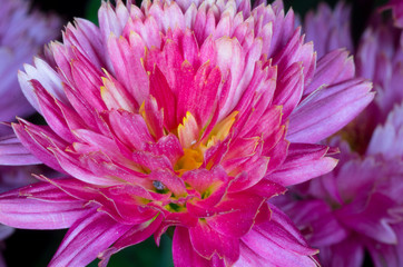 closeup of pink chrysanthemum flower