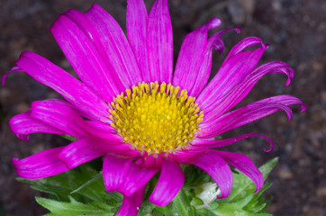 closeup of pink flower blossom