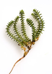 Strandpflanze, Salzmiere, Honckenya