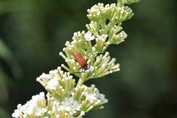 Longhorn Beetle    (  Stictoleptura rubra  )   beetle on white summer lilac in green nature
