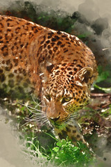 Digital watercolour painting of Beautiful leopard Panthera Pardus big cat amongst foliage