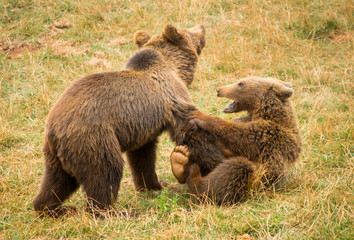 Fototapeta premium Oseznos jugando