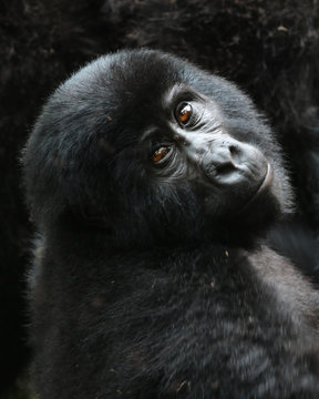 Baby Gorilla in Bwindi Impenetrable Forest, Uganda © Joe