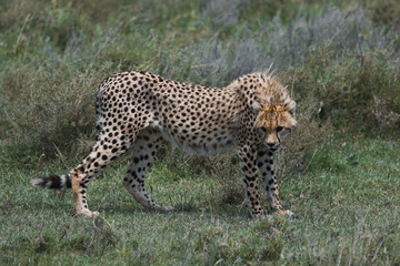 Cheetah in Serengeti