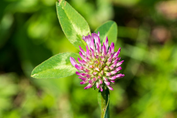 Clover flower at Seyne les Alpes near Digne in Provence France.