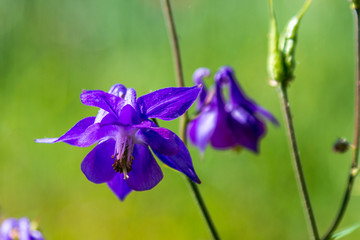Columbine of the Alps  at Seyne les Alpes near Digne in Provence France.