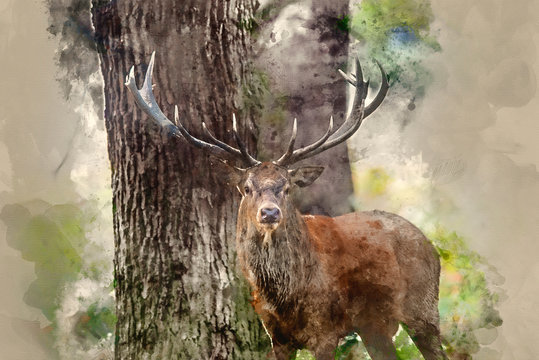 Digital watercolour painting of Majestic powerful red deer stag Cervus Elaphus in forest landscape during rut season in Autumn Fall