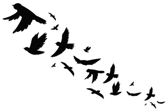 7,633 BEST Dove Birds Images IMAGES, STOCK PHOTOS & VECTORS | Adobe Stock