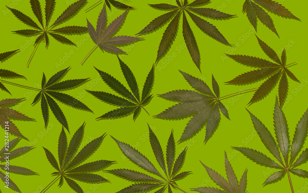 Wall mural marijuana hemp cannabis leafs on colourful background