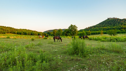 horses in Badacsony, Hungary wilderness