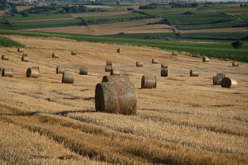 Agriculture