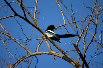 magpie bird on tree