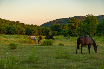 horses in Badacsony, Hungary wilderness