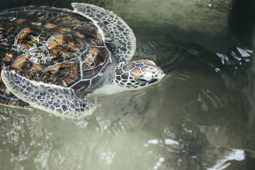 Turtle in water