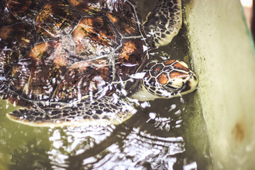 Turtle in a pond