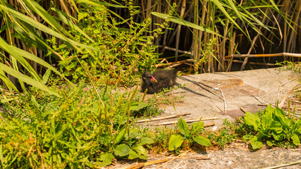 common gallinule in Hungary, lake Balaton