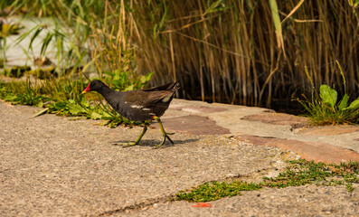 common gallinule in Hungary, lake Balaton
