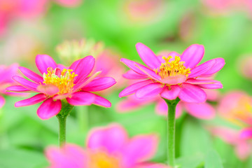 Fototapeta premium Closeup and Selective Pollen Pink Marvel of Peru in the garden.