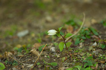 young plant in soil