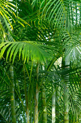 Plakat palm tree