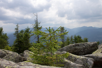 pine tree in mountains