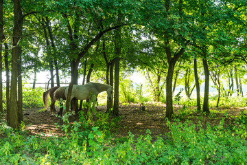 beautiful white horse in forest