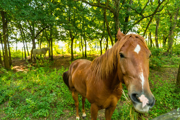 Beautiful horse in Hungary, Tahitótfalu
