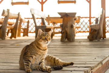 lazy cat relaxing in morning