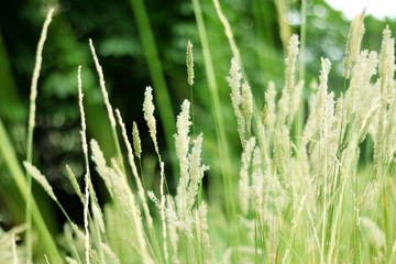 MACRO DE HIERBAS SILVESTRES EN PRIMAVERA, césped, verde, naturaleza, campa, verano, primavera, dehesa, 