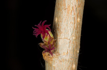 blossom of willow tree