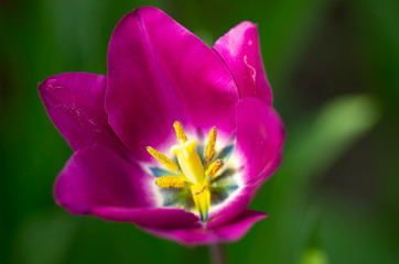 closeup of purple tulip flower