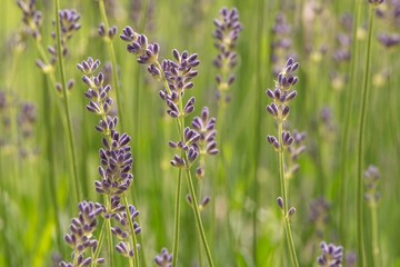 Purple lavender in macro view