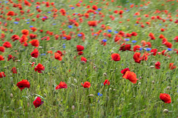 Klaschmohnwiese im Wind