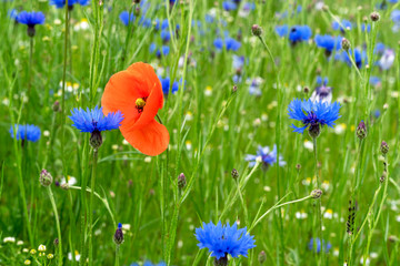 Klaschmohnwiese mit Kornblumen