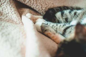 Cute sleeping cat on a warm beige plaid. Home background.