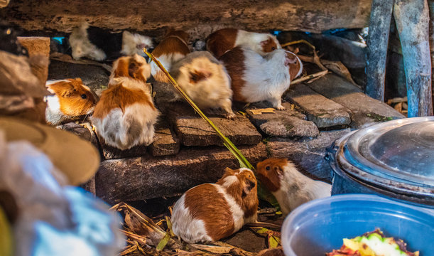 Guinea pigs in a peruvian kitchen