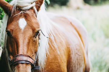 Portrait d'un cheval de trait marron