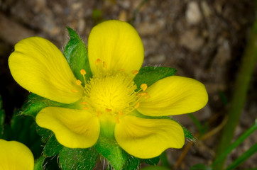 Fototapeta premium yellow blossom of cinq foil flower