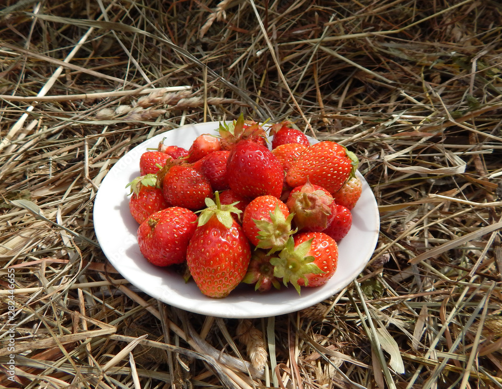 Wall mural juicy ripe strawberries on a white plate on a background of hay