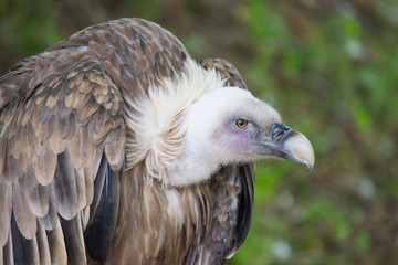 Buitre leonado