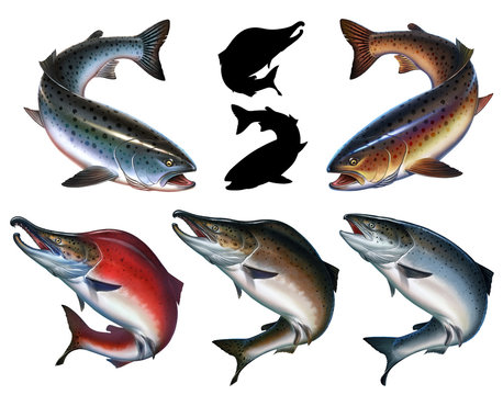 Big set trout atlantic salmon isolated realistic illustration. Wild river fish. Chinook Salmon, Salmon, Snout fish big.