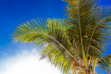 palm tree against blue sky with clouds