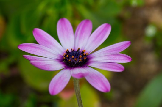closeup of african daisy flower