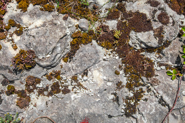 Old gray cracked moss stones texture