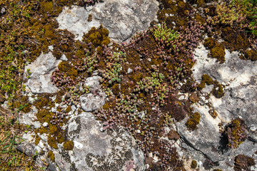 Old gray cracked moss stones texture