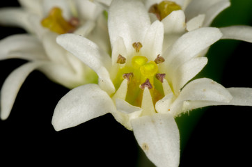blossom of white flower, Mukdenia rossii