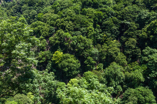 Fototapeta Forest aerial top view. Green leaves wallpaper