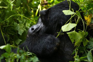Silverback Gorilla in Bwindi Impenetrable Forest, Uganda